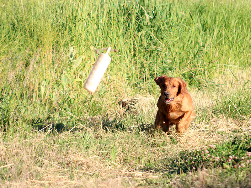 SkyRiver's 10-4 Big Buddy "Roger" 