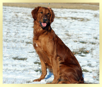 Skyriver Golden Retrievers Field Bred Golden Retrievers And Training In Central Washington