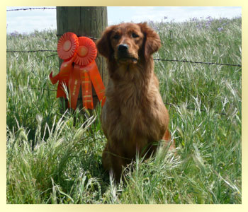 Golden Retriever Puppy Training to Be Avalanche Rescue Dog in Alaska